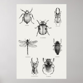 Insektert diagram poster