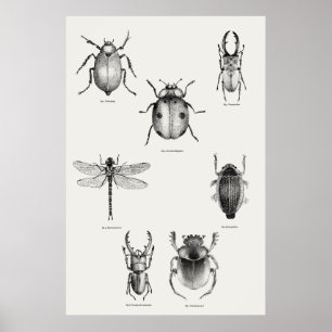 Insektert diagram poster