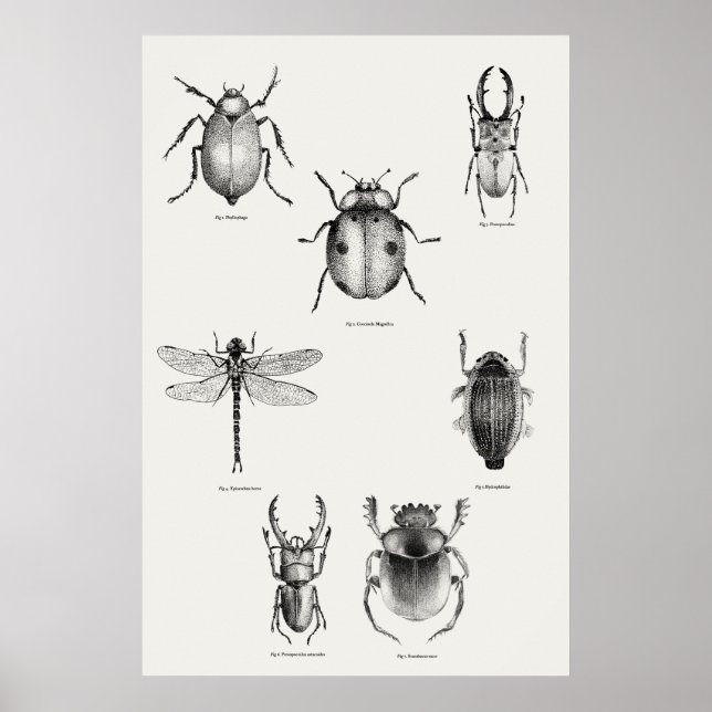 Insektert diagram poster (Framsidan)