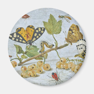 Insektra Crawling Magnet