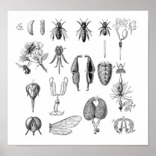 Insektra diagram poster