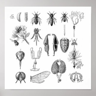 Insektra diagram poster