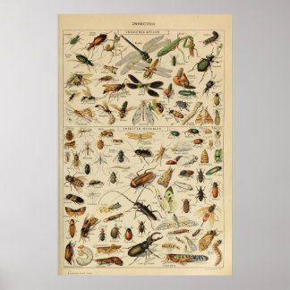 Insektra - Insamling av insekter Poster