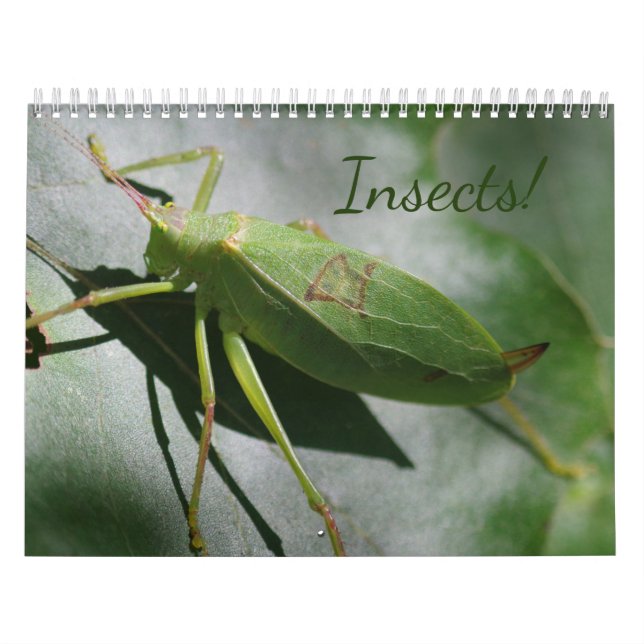 Insektra! Kalender (Omslag)
