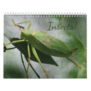 Insektra! Kalender