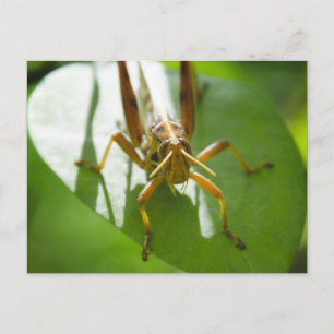 insektra - vykort