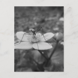 insektschwarzweiß vykort