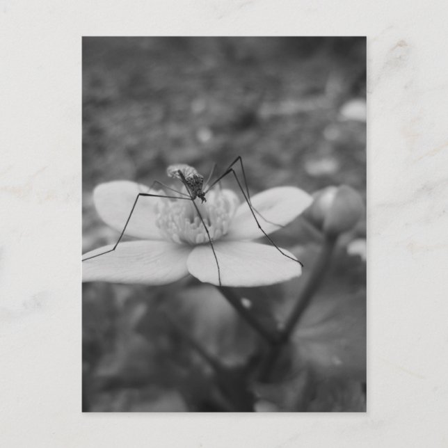 insektschwarzweiß vykort (Framsida)