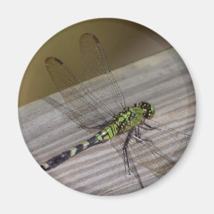 Insektslända Magnet