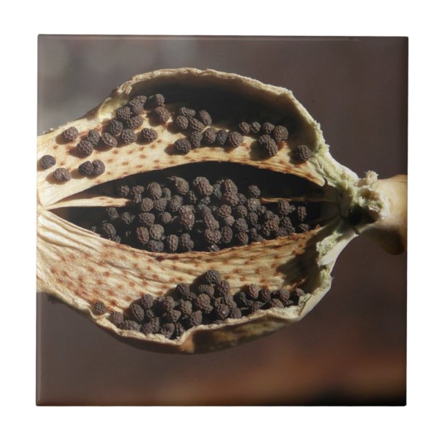 Insida av en vallmoblommapod kakelplatta (Framsidan)