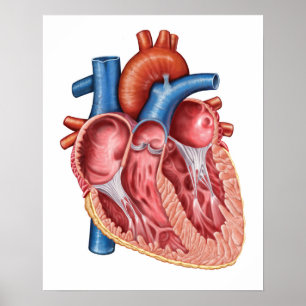 Insida av människahjärta poster
