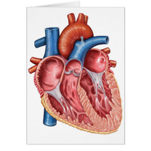 Insida av mänskligt hjärta hälsningskort