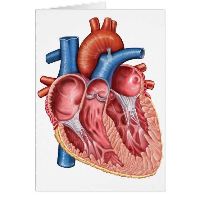 Insida av mänskligt hjärta hälsningskort (Framsidan)