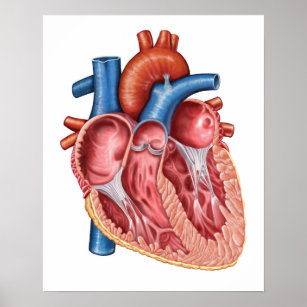 Insida av mänskligt hjärta poster