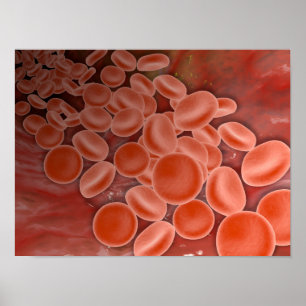 Insida beskådar av artären med röda blodceller poster