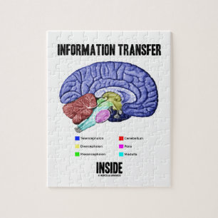 Insida för informationsöverföring (hjärnanatom pussel