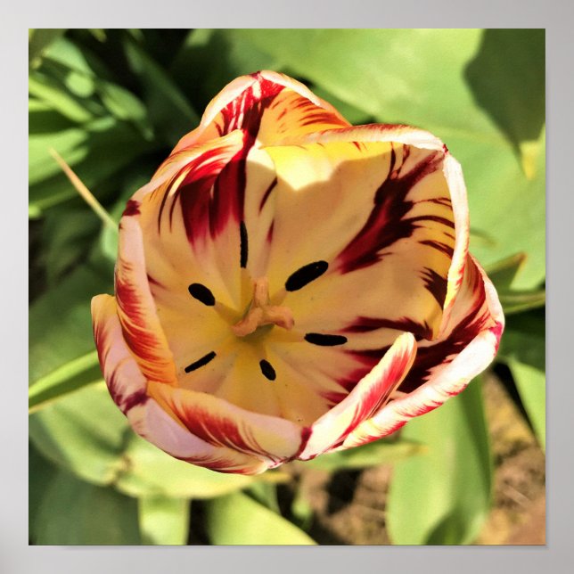 Inside Red & White Tulip Poster (Framsidan)