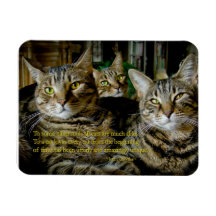 Inspirational Cat Magnet - Alla katter är unika