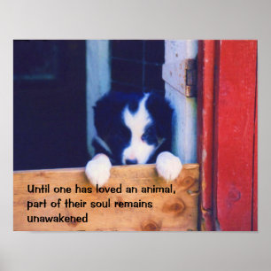 Inspirationsoffert för kute-valsdjur poster
