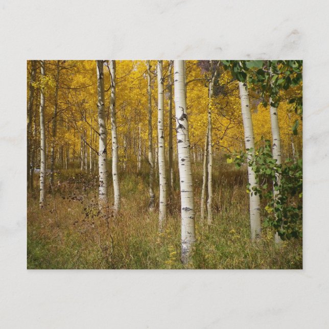 Inspirationsporten Vykort (Framsida)