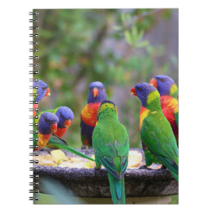Inställning av färgstarka regnbågslorikeet Parrots Anteckningsbok