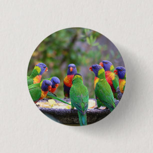 Inställning av färgstarka regnbågslorikeet Parrots Knapp