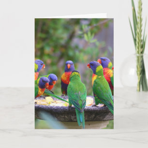 Inställning av färgstarka regnbågslorikeet Parrots Kort