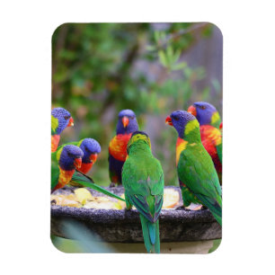 Inställning av färgstarka regnbågslorikeet Parrots Magnet