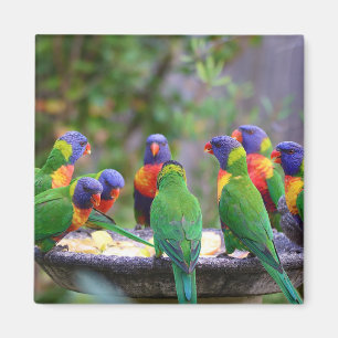 Inställning av färgstarka regnbågslorikeet Parrots Magnet