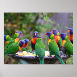 Inställning av färgstarka regnbågslorikeet Parrots Poster