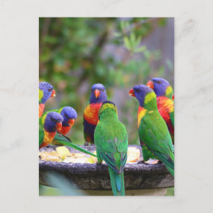 Inställning av färgstarka regnbågslorikeet Parrots Vykort