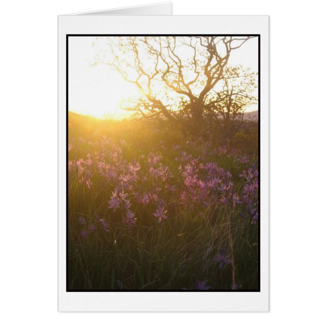 Inställning av sol på Mount Tolmie och Camas Hälsningskort (Framsidan)