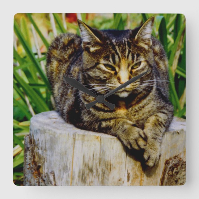 Inställningkatt Fyrkantig Klocka (Framsida)