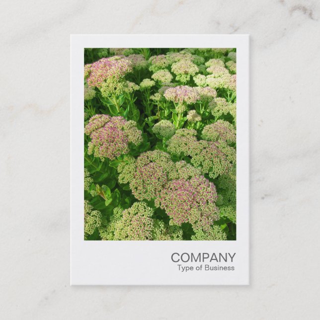 Instant Foto 033 - Sedum Visitkort (Framsida)