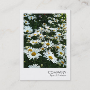 Instant Photo 09 - Shasta Daisy Visitkort