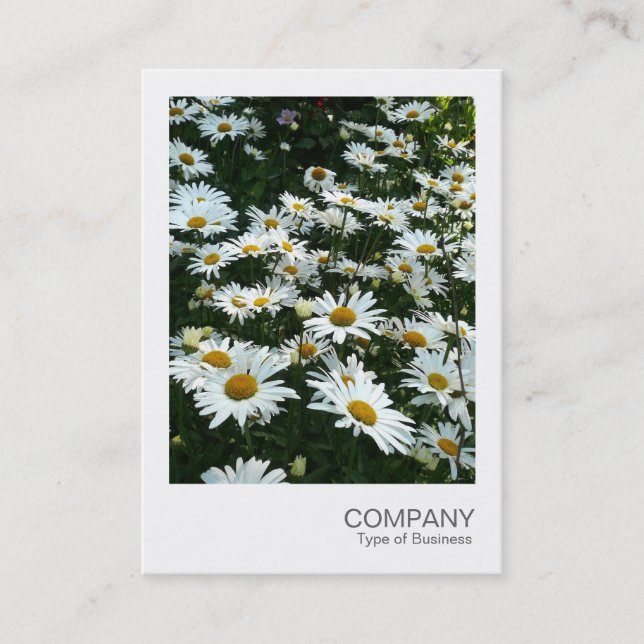 Instant Photo 09 - Shasta Daisy Visitkort (Framsida)