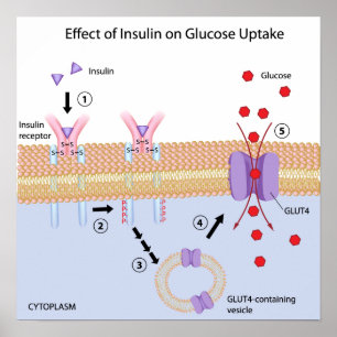 Insulin och glukosupptag Poster