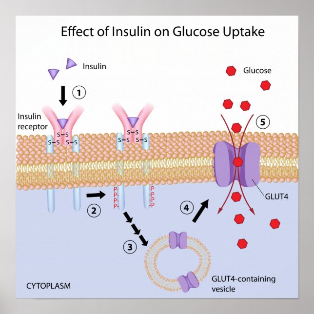 Insulin och glukosupptag Poster (Framsidan)