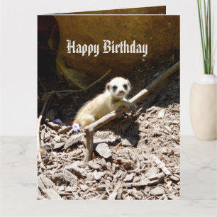 Insy Winsy Baby Meerkat, Big Birthday Kort