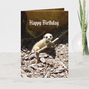 Insy Winsy baby Meerkat, födelsedag Kort