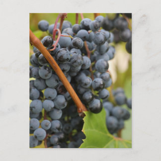 Inte ännu Vin Vykort