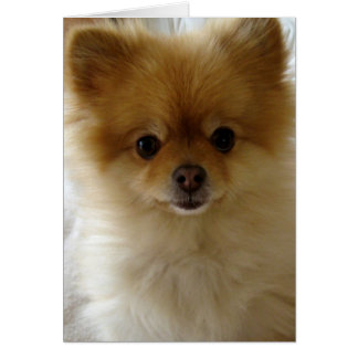 Inte bara Puppy Kärlek OBS Kort