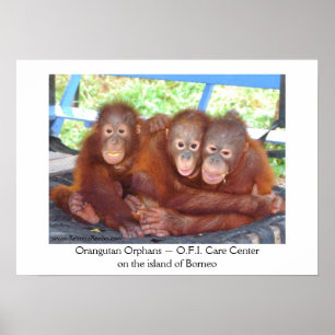 Inte en folkmassa - Orangutan Spädbarn Poster