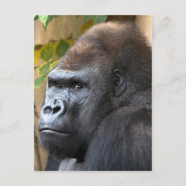 Inte ens Tänka det... Vykort (Framsida)