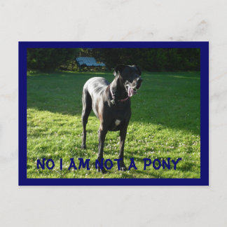 Inte ett Pony-vykort Vykort