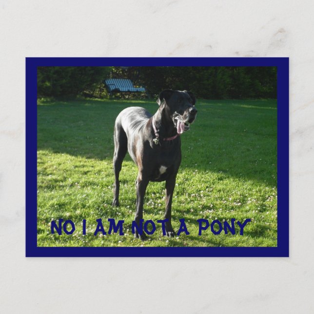 Inte ett Pony-vykort Vykort (Framsida)