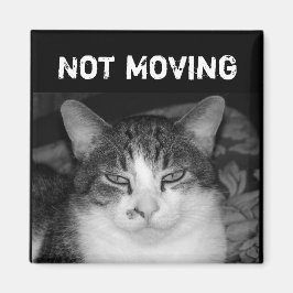 "Inte Flytta" Crabby Cat Magnet