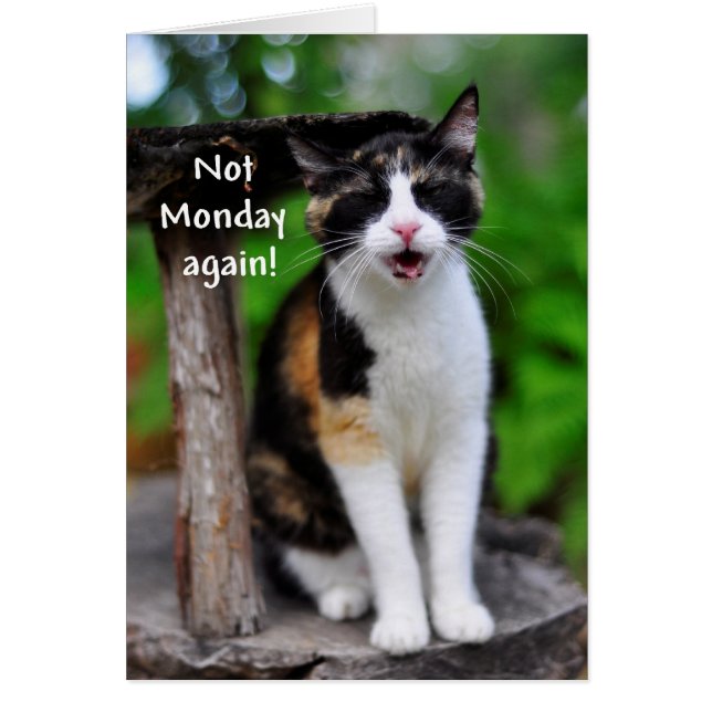 "Inte måndag igen!" Humant Calico-kort Hälsningskort (Framsidan)