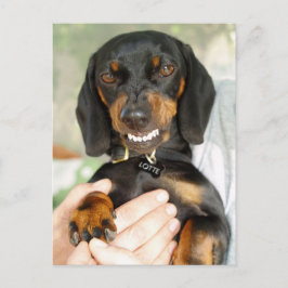 inte med mig Dachshund-vykort Vykort