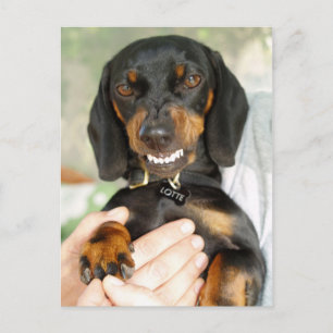 inte med mig Dachshund-vykort Vykort